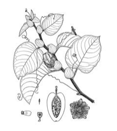 Passiflora quadrangularis Giant Granadilla, Badea